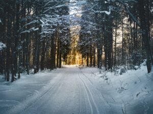 Image shows a snowy path through a woodland with the sun low in the sky